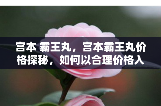 宫本 霸王丸，宫本霸王丸价格探秘，如何以合理价格入手这款经典皮肤？