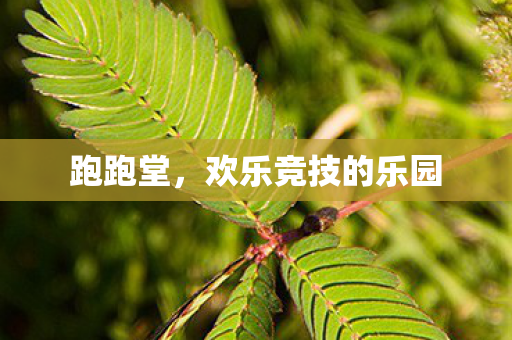 跑跑堂，欢乐竞技的乐园