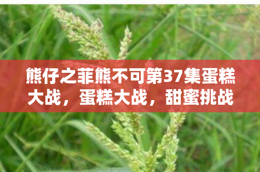 熊仔之菲熊不可第37集蛋糕大战，蛋糕大战，甜蜜挑战，创意无限的烘焙盛宴