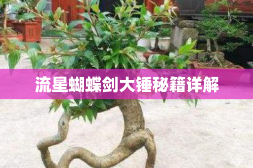 流星蝴蝶剑大锤秘籍详解