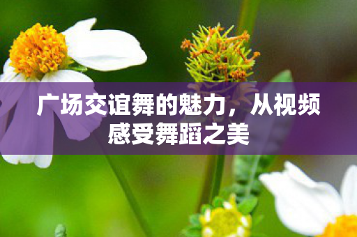 广场交谊舞的魅力,从视频感受舞蹈之美 广场交谊舞的魅力,从视频感受舞蹈之美