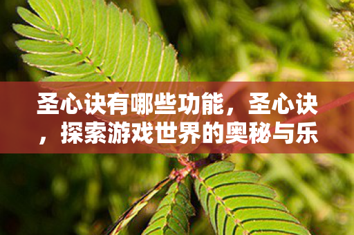 圣心诀有哪些功能，圣心诀，探索游戏世界的奥秘与乐趣