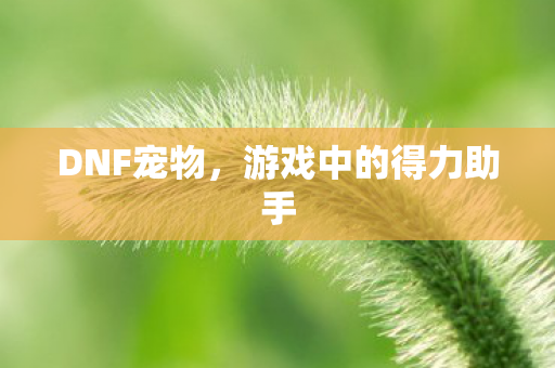 DNF宠物，游戏中的得力助手