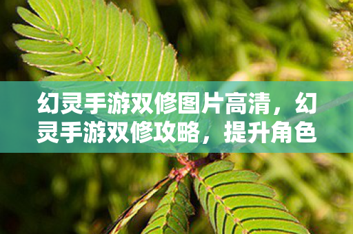 幻灵手游双修图片高清，幻灵手游双修攻略，提升角色实力的双重修炼法