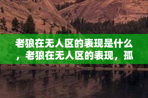 老狼在无人区的表现是什么，老狼在无人区的表现，孤独与坚韧的交响曲