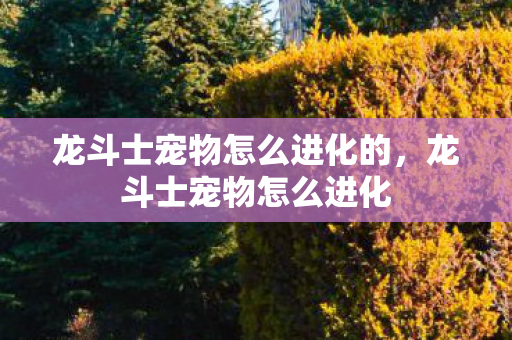 龙斗士宠物怎么进化的，龙斗士宠物怎么进化