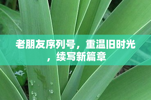 老朋友序列号，重温旧时光，续写新篇章