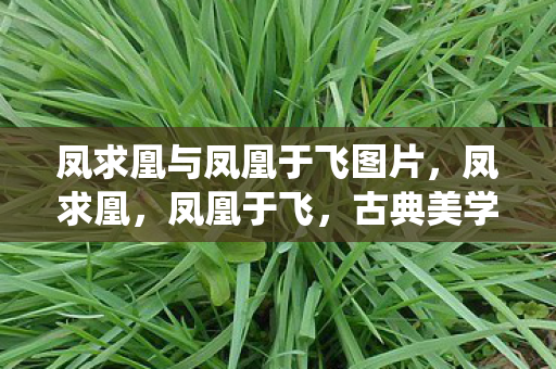 凤求凰与凤凰于飞图片，凤求凰，凤凰于飞，古典美学的现代演绎