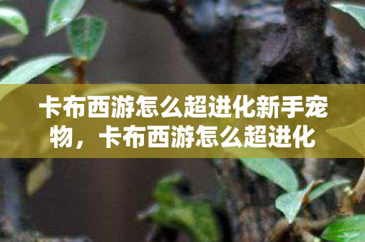 卡布西游怎么超进化新手宠物，卡布西游怎么超进化
