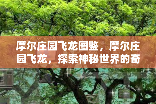 摩尔庄园飞龙图鉴，摩尔庄园飞龙，探索神秘世界的奇幻之旅