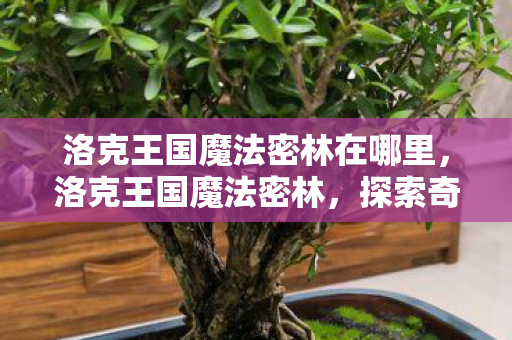 洛克王国魔法密林在哪里，洛克王国魔法密林，探索奇幻世界的奇妙之旅