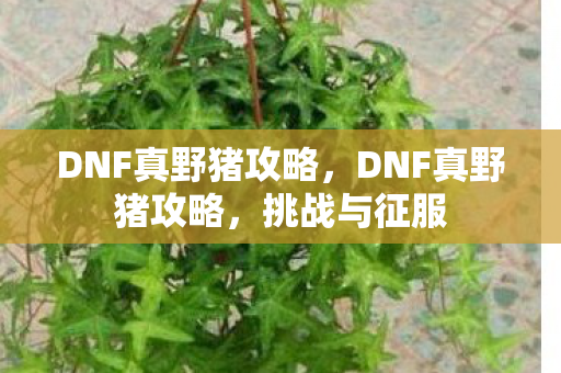 DNF真野猪攻略，DNF真野猪攻略，挑战与征服
