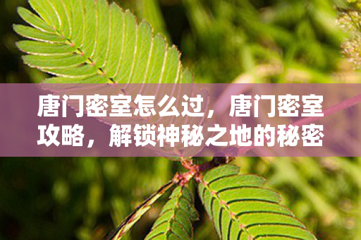 唐门密室怎么过，唐门密室攻略，解锁神秘之地的秘密