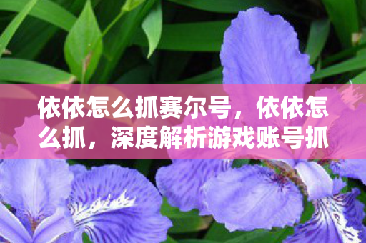 依依怎么抓赛尔号，依依怎么抓，深度解析游戏账号抓取策略