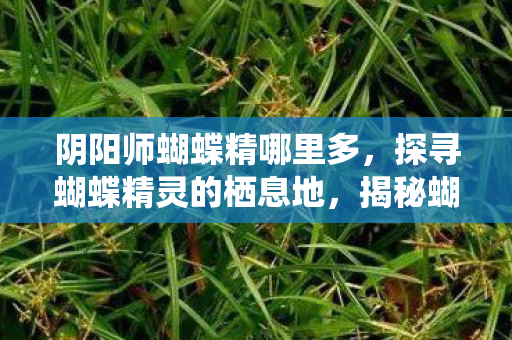 阴阳师蝴蝶精哪里多，探寻蝴蝶精灵的栖息地，揭秘蝴蝶精哪里多