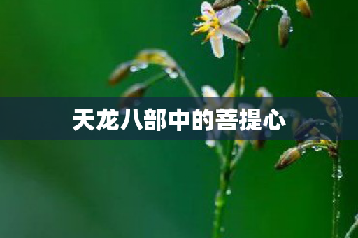 天龙八部中的菩提心