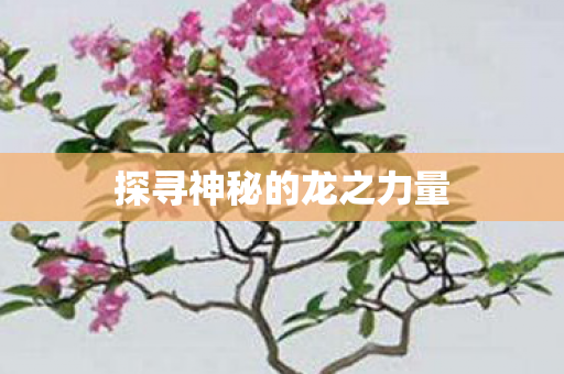 探寻神秘的龙之力量