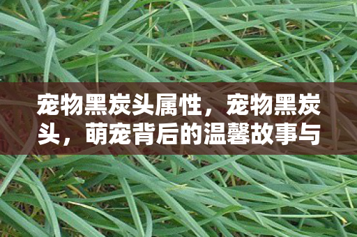宠物黑炭头属性，宠物黑炭头，萌宠背后的温馨故事与日常护理指南