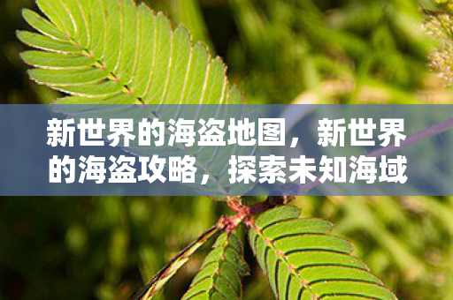 新世界的海盗地图，新世界的海盗攻略，探索未知海域的冒险指南