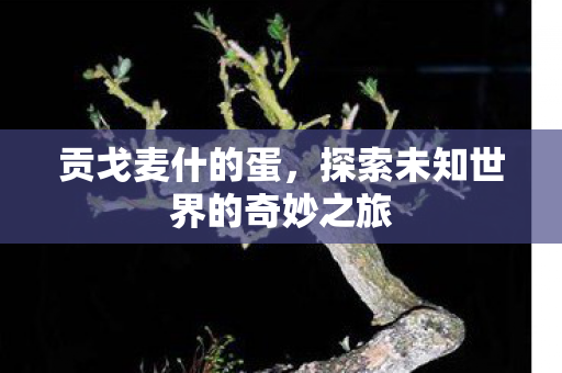 贡戈麦什的蛋，探索未知世界的奇妙之旅