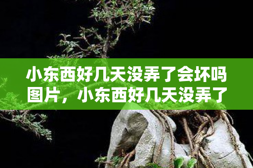 小东西好几天没弄了会坏吗图片，小东西好几天没弄了会坏吗？