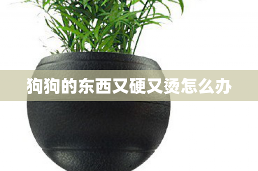 狗狗的东西又硬又烫怎么办