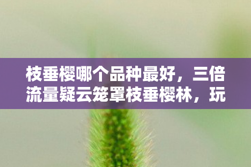 枝垂樱哪个品种最好,三倍流量疑云笼罩枝垂樱林,玩家心寒背后竟是资本暗战? 枝垂樱哪个品种最好,三倍流量疑云笼罩枝垂樱林,玩家心寒背后竟是资本暗战?
