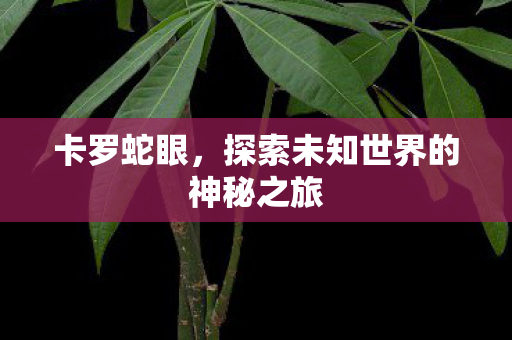 卡罗蛇眼，探索未知世界的神秘之旅