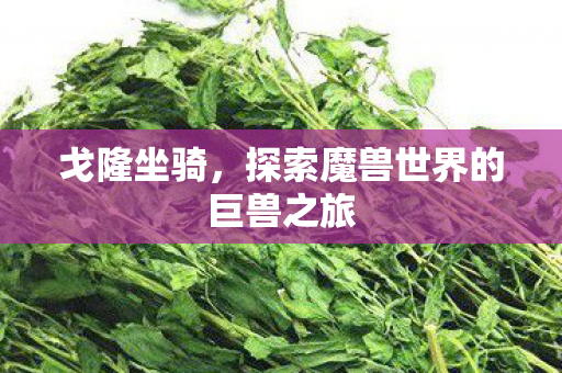 戈隆坐骑，探索魔兽世界的巨兽之旅