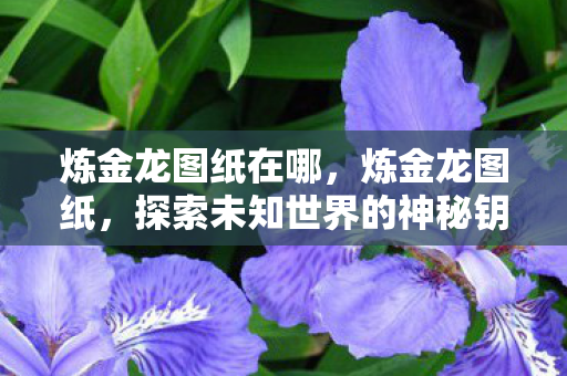 炼金龙图纸在哪，炼金龙图纸，探索未知世界的神秘钥匙