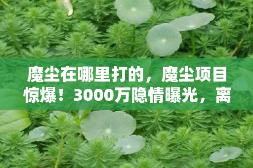 魔尘在哪里打的,魔尘项目惊爆!3000万隐情曝光,离职老兵拍桌怒吼,这操作吓我一跳! 魔尘在哪里打的,魔尘项目惊爆!3000万隐情曝光,离职老兵拍桌怒吼,这操作吓我一跳!