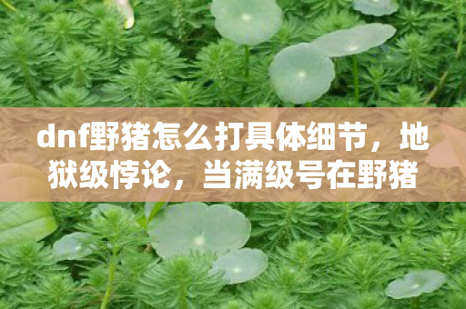 dnf野猪怎么打具体细节，地狱级悖论，当满级号在野猪洞穴里杀死时间，现实却在门外敲响丧钟