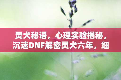 灵犬秘语,心理实验揭秘,沉迷DNF解密灵犬六年,细思极恐的自我麻醉 灵犬秘语,心理实验揭秘,沉迷DNF解密灵犬六年,细思极恐的自我麻醉