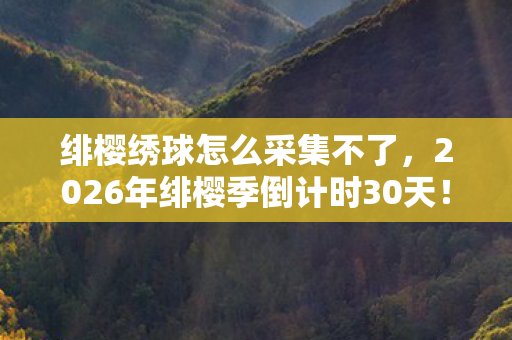 绯樱绣球怎么采集不了,2026年绯樱季倒计时30天!99%玩家不知道的绣球隐藏采集点曝光 绯樱绣球怎么采集不了,2026年绯樱季倒计时30天!99%玩家不知道的绣球隐藏采集点曝光