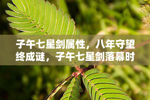 子午七星剑属性,八年守望终成谜,子午七星剑落幕时泪目成河 子午七星剑属性,八年守望终成谜,子午七星剑落幕时泪目成河