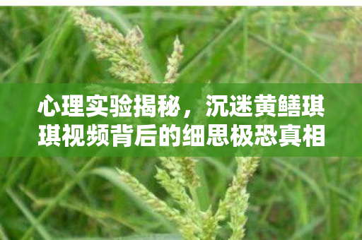 心理实验揭秘,沉迷黄鳝琪琪视频背后的细思极恐真相 心理实验揭秘,沉迷黄鳝琪琪视频背后的细思极恐真相