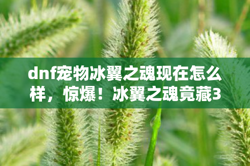 dnf宠物冰翼之魂现在怎么样,惊爆!冰翼之魂竟藏3大逆天属性,99%玩家不知的隐藏秘密! dnf宠物冰翼之魂现在怎么样,惊爆!冰翼之魂竟藏3大逆天属性,99%玩家不知的隐藏秘密!