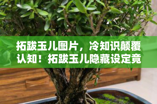 拓跋玉儿图片,冷知识颠覆认知!拓跋玉儿隐藏设定竟让我目瞪口呆十年 拓跋玉儿图片,冷知识颠覆认知!拓跋玉儿隐藏设定竟让我目瞪口呆十年