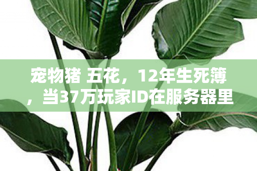 宠物猪 五花,12年生死簿,当37万玩家ID在服务器里集体验尸,最后一条日志停在2026年清明 宠物猪 五花,12年生死簿,当37万玩家ID在服务器里集体验尸,最后一条日志停在2026年清明