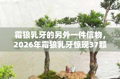 霜狼乳牙的另外一件信物,2026年霜狼乳牙惊现37颗!神秘数字背后藏何玄机? 霜狼乳牙的另外一件信物,2026年霜狼乳牙惊现37颗!神秘数字背后藏何玄机?