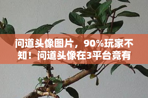 问道头像图片,90%玩家不知!问道头像在3平台竟有10倍体验差?真相扎心了 问道头像图片,90%玩家不知!问道头像在3平台竟有10倍体验差?真相扎心了