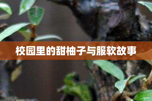 校园里的甜柚子与服软故事