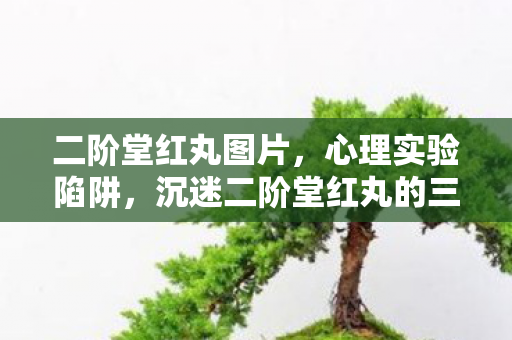 二阶堂红丸图片,心理实验陷阱,沉迷二阶堂红丸的三年,细思极恐的自我囚禁 二阶堂红丸图片,心理实验陷阱,沉迷二阶堂红丸的三年,细思极恐的自我囚禁