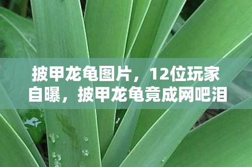 披甲龙龟图片,12位玩家自曝,披甲龙龟竟成网吧泪点?这疑点让我绷不住了! 披甲龙龟图片,12位玩家自曝,披甲龙龟竟成网吧泪点?这疑点让我绷不住了!