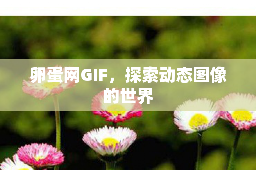 卵蛋网GIF，探索动态图像的世界