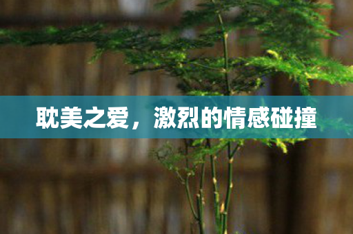 耽美之爱，激烈的情感碰撞