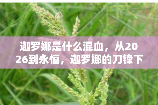 迦罗娜是什么混血,从2026到永恒,迦罗娜的刀锋下,藏着多少玩家未解的震撼真相? 迦罗娜是什么混血,从2026到永恒,迦罗娜的刀锋下,藏着多少玩家未解的震撼真相?