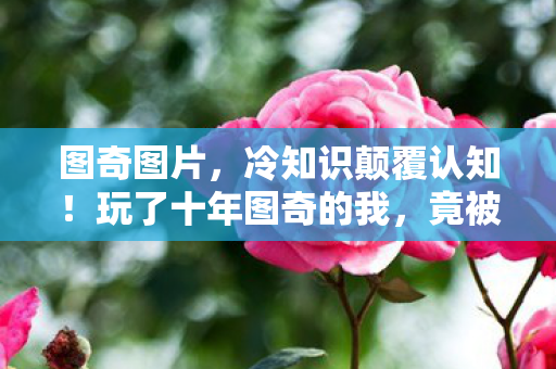 图奇图片,冷知识颠覆认知!玩了十年图奇的我,竟被这些操作惊得目瞪口呆 图奇图片,冷知识颠覆认知!玩了十年图奇的我,竟被这些操作惊得目瞪口呆
