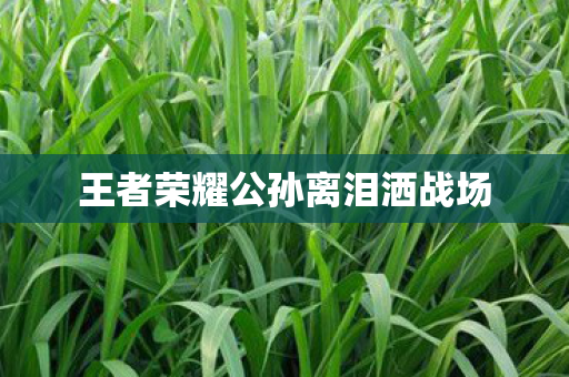 王者荣耀公孙离泪洒战场 王者荣耀公孙离泪洒战场