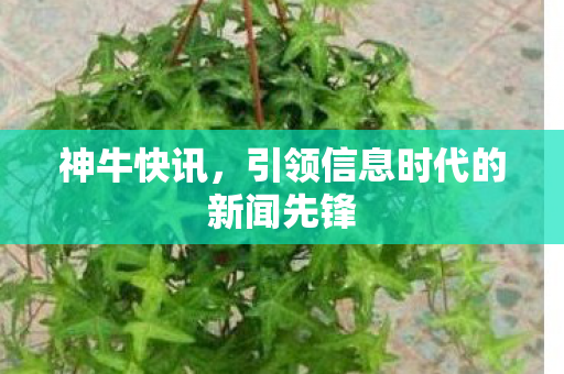 神牛快讯，引领信息时代的新闻先锋